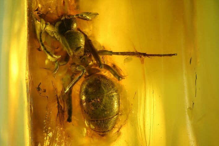 Large, Detailed Fossil Ant (Formicidae) In Baltic Amber #139038